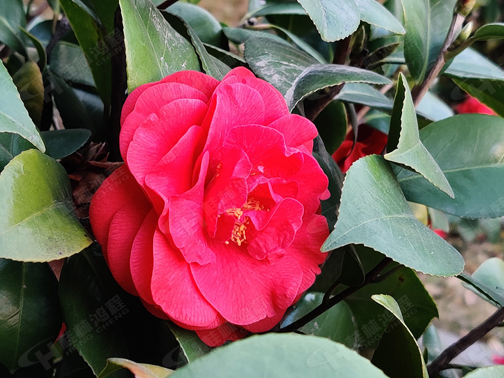 桂林鴻程花團(tuán)錦簇，滿園春色，邀您一起共賞春景，共商大計！