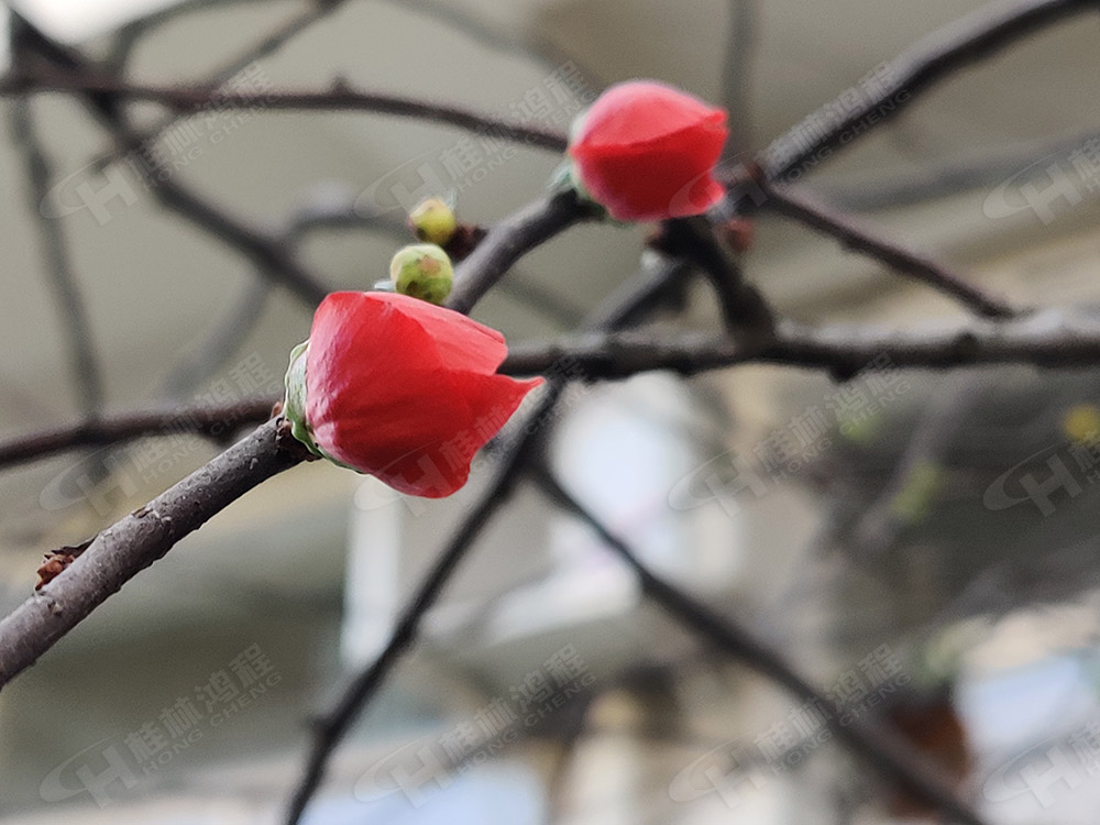 桂林鴻程花團(tuán)錦簇，滿園春色，邀您一起共賞春景，共商大計！
